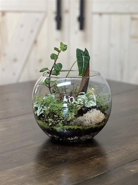 Tropical Bubble Terrariums - 2pm, 15 June | Event in Mishawaka | AllEvents