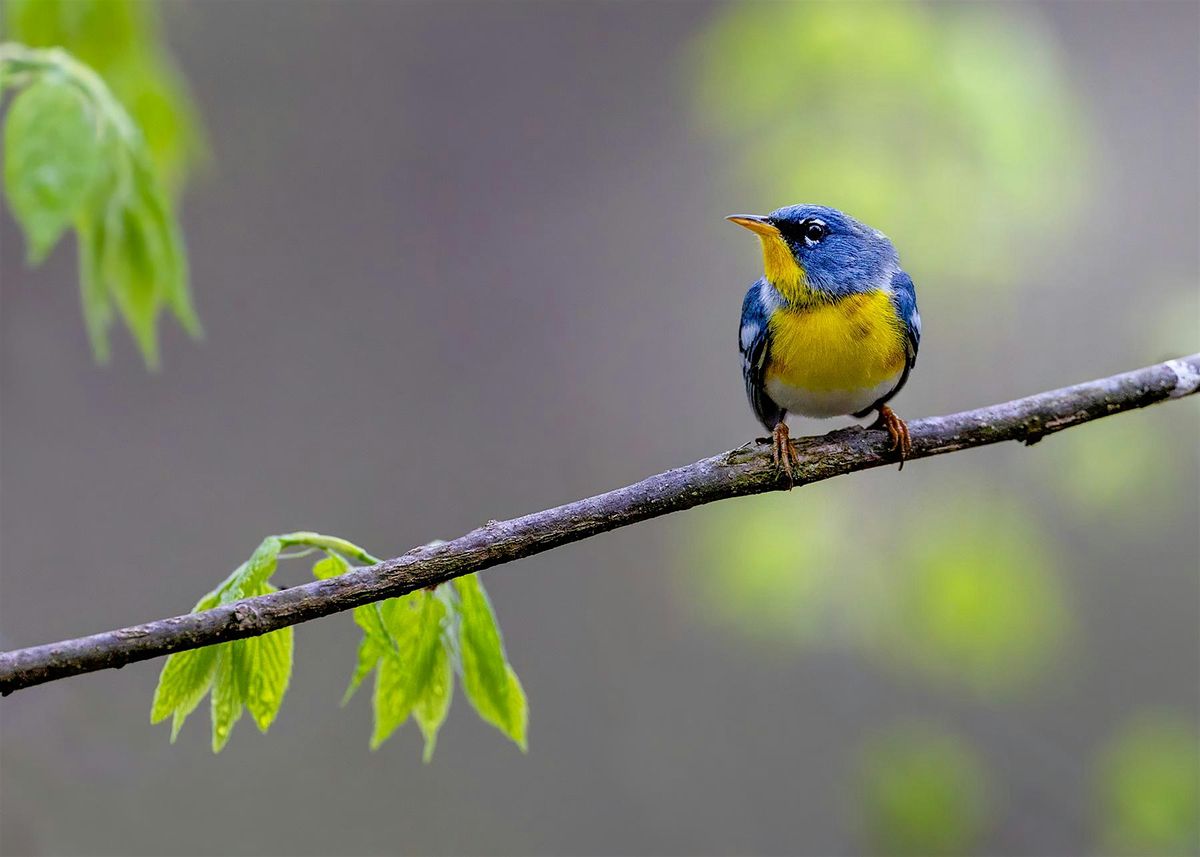 An Incredible Journey: Birding Along the Migratory Pathway, 27 September | Event in Pequea | AllEvents