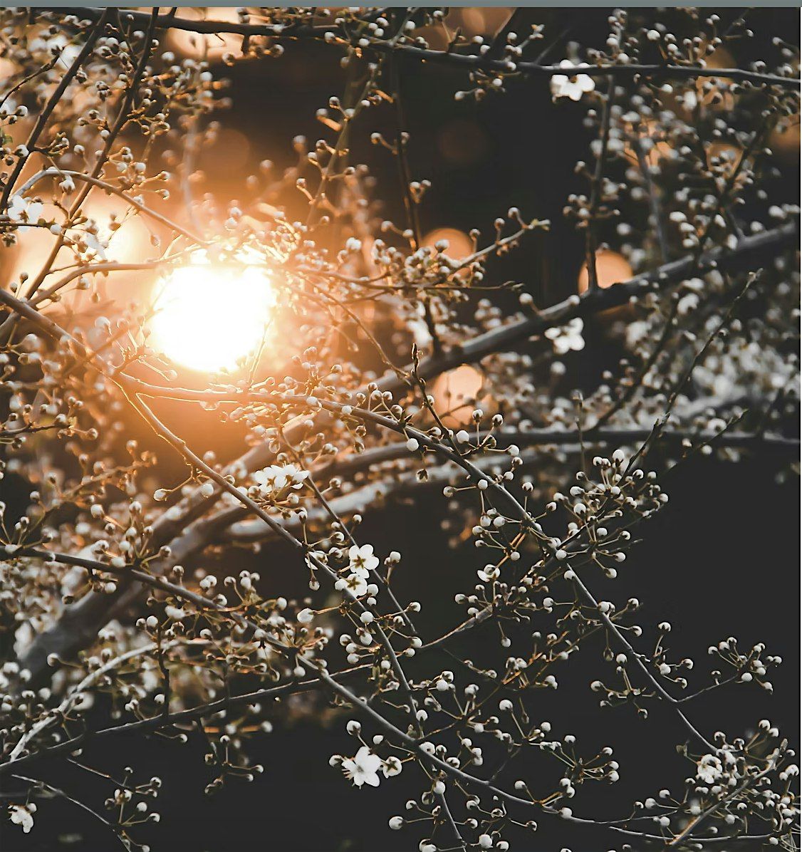 Light Within: A Winter Solstice Rest & Sound Ritual, 20 December | Event in Edmonton | AllEvents