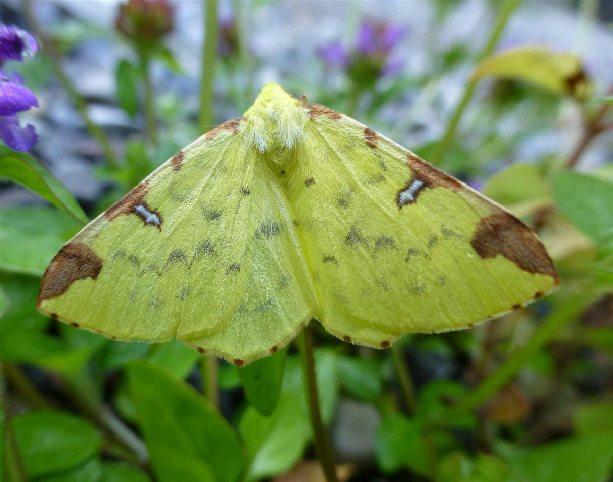 Moth-trapping event at Killyon cow park, 2 August | Event in Hill of Down | AllEvents