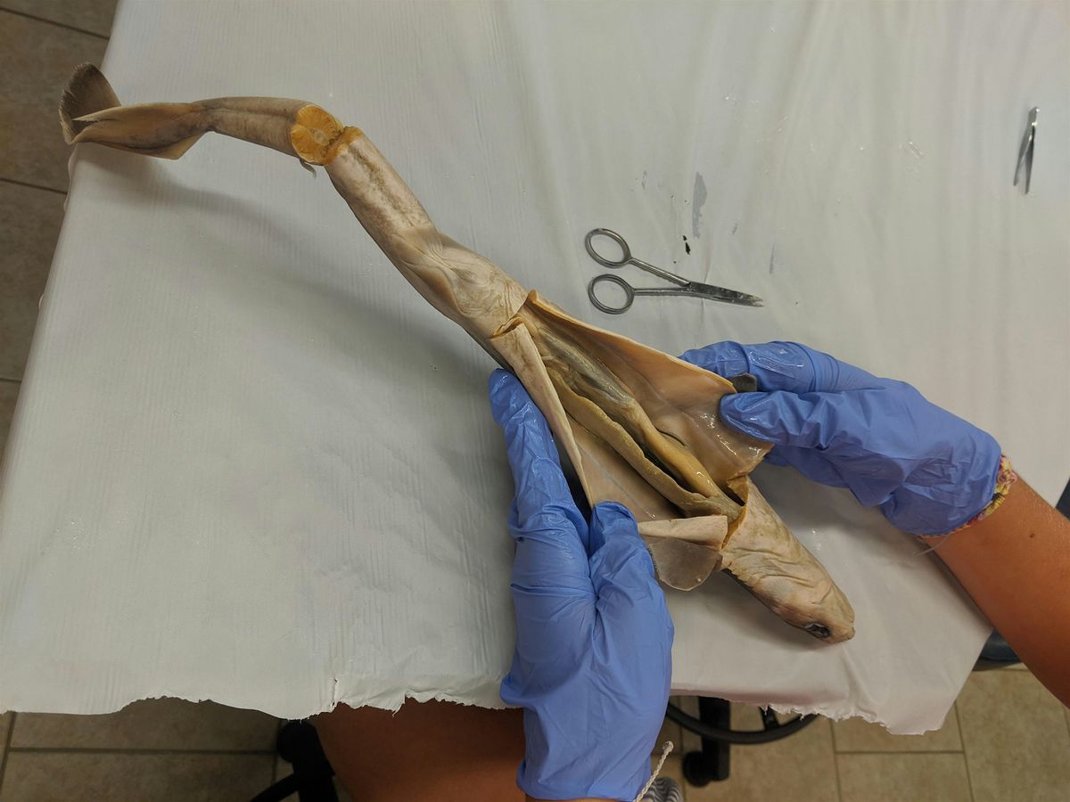 Hands-On Dissection (2025) | Event in Bald Head Island | AllEvents