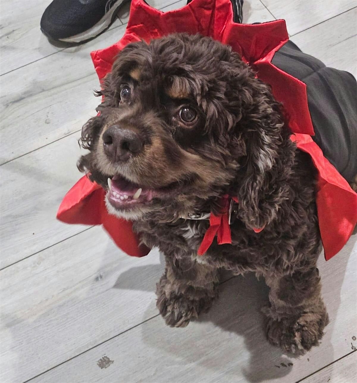 Paws & Peeps Social Hour in Reservoir Hill | Halloween Edition, 19 October | Event in Baltimore | AllEvents