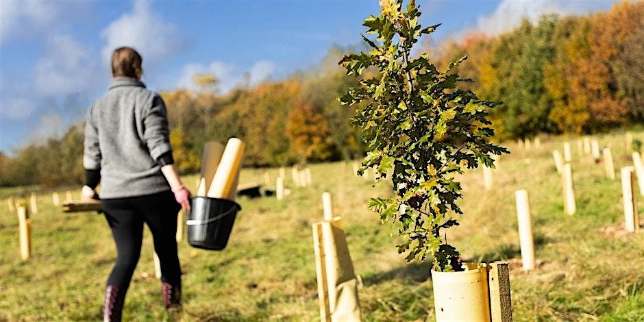 Citizen Forester Tree Planting & Maintenance, Walkers Field, 12 November | Event in Bury | AllEvents