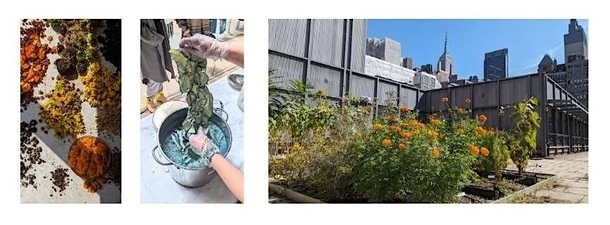 Dialogue + Studio Workshop: Growing the Rainbow at FIT's Natural Dye Garden, 7 October | Event in New York