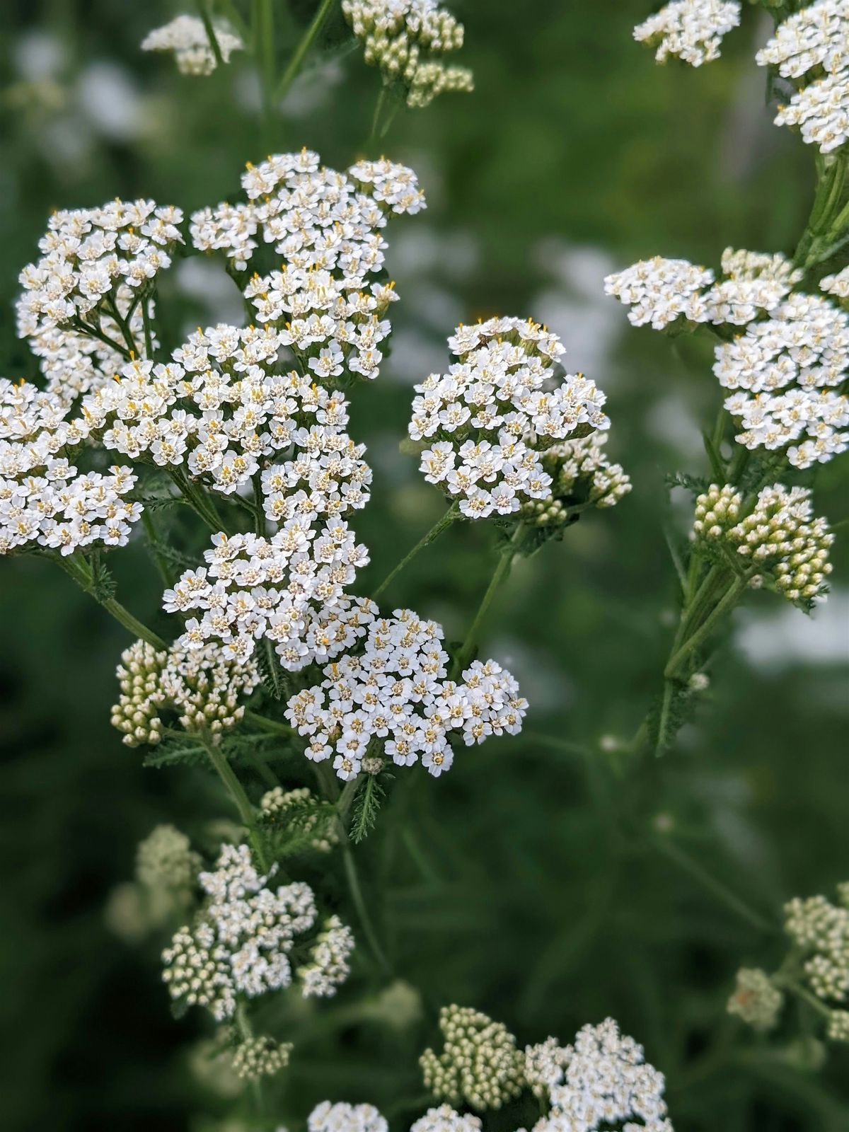 "Love Thy Neighbour" - Using locally grown herbs, 11 September | Event in Hobart | AllEvents