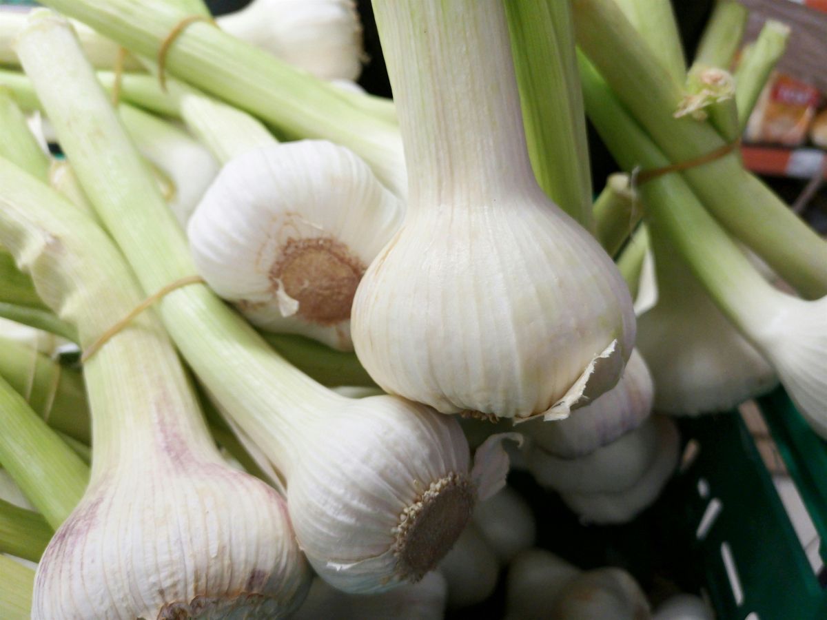 Growing Great Garlic, 18 September | Event in Hudson | AllEvents