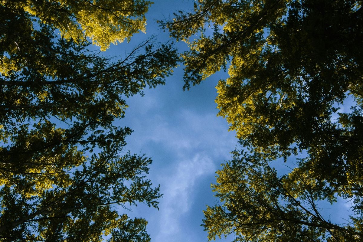Autumn Equinox Forest Bath, 21 September | Event in Fort Collins | AllEvents