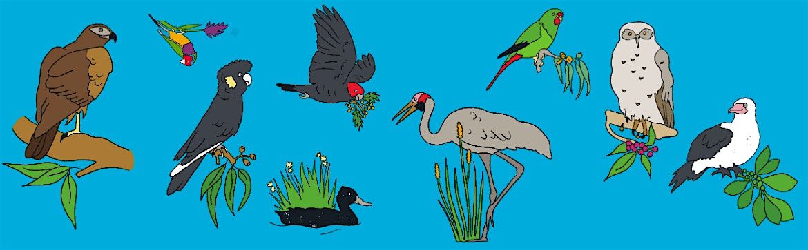 Become a Bird Nerd – An identification walk using the Aussie Bird Count App, 14 October | Event in Gisborne