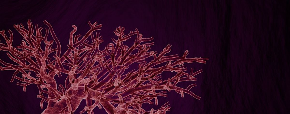 3D Modeling for Cardiac Surgical Planning, 14 October | Event in Milpitas | AllEvents