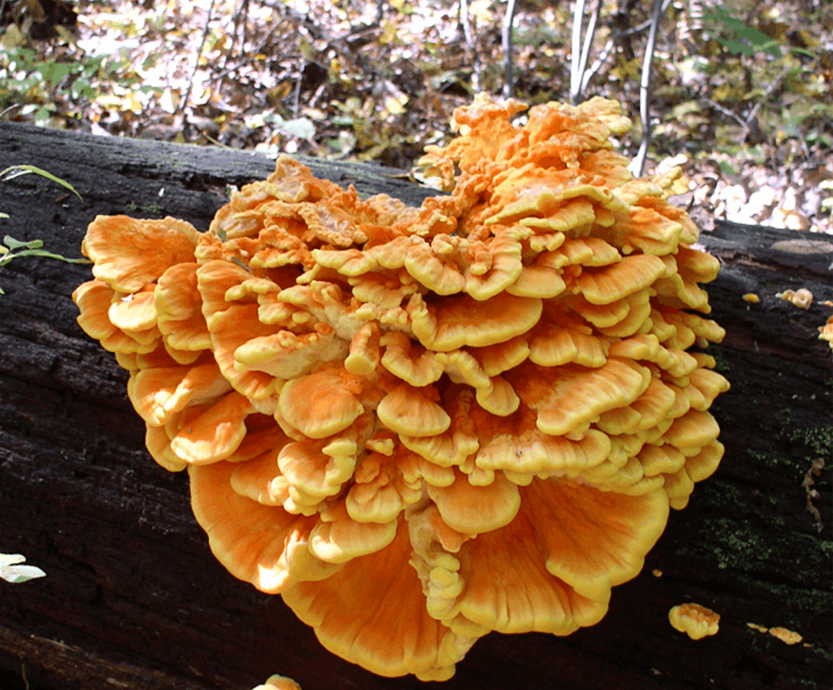 NJ Audubon: August Mushroom Meander, 9 August | Event in Bernardsville | AllEvents
