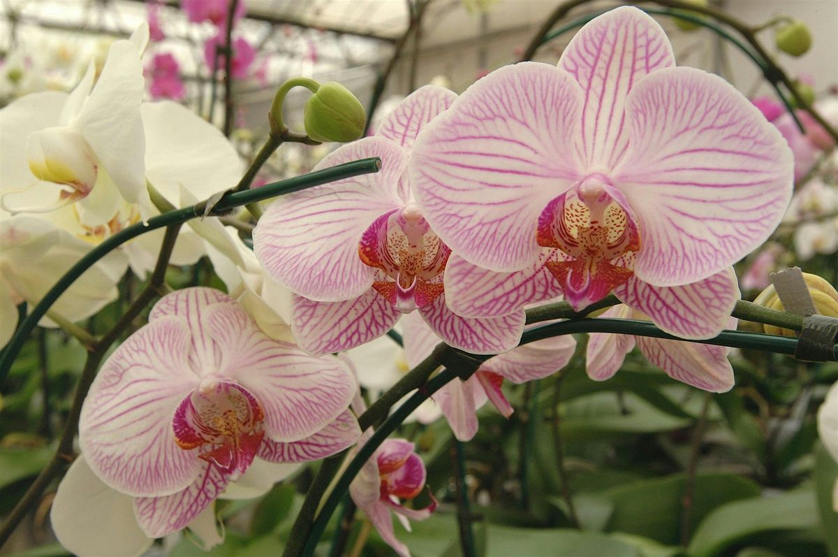 6-16-2025  Orchid Clinic, 16 June | Event in Holiday | AllEvents