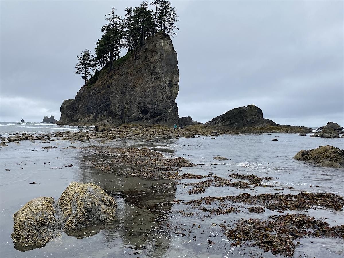 PAWA paints for 3 days at Rialto Beach, Second Beach and La Push 2025, 16 July | Event in La Push | AllEvents