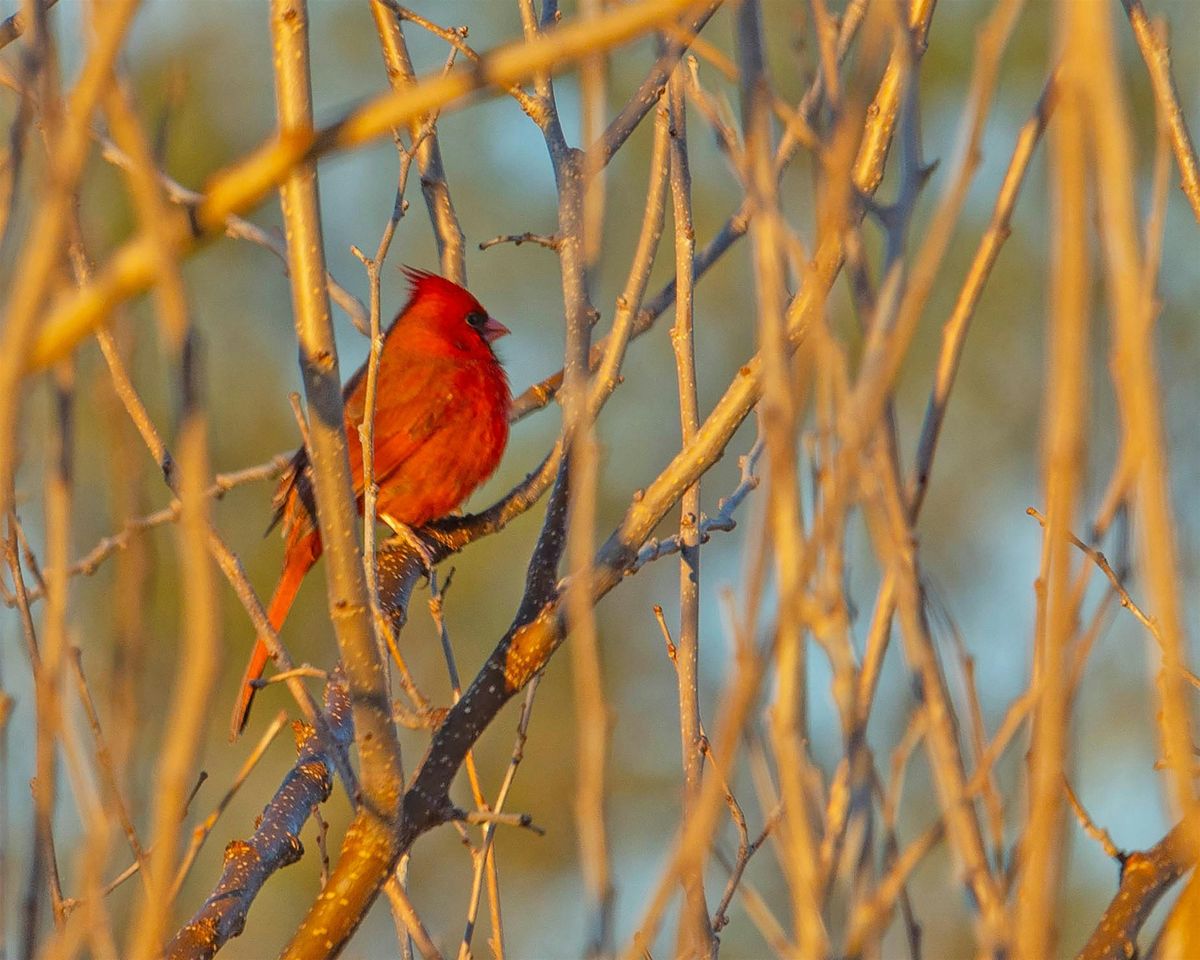 Headwaters 2nd Friday Birding with Tom & Patsy Inglet, 10 October | Event in San Antonio | AllEvents