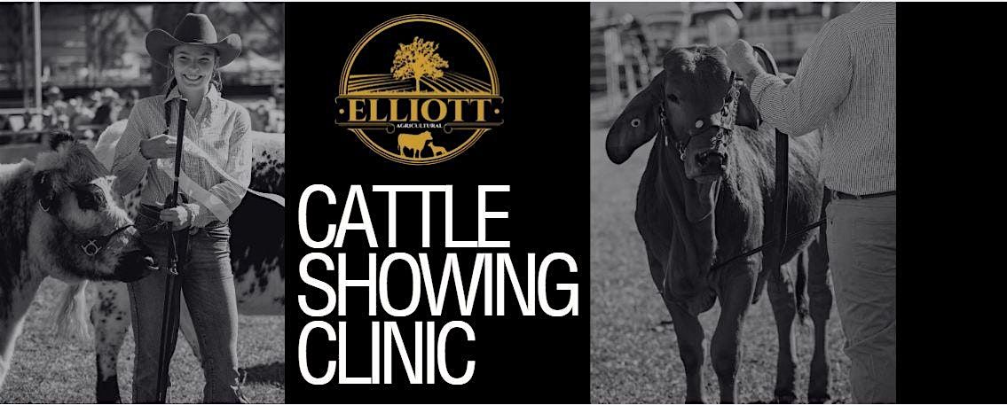 Cattle Showing Clinic | Event in Blenheim | AllEvents