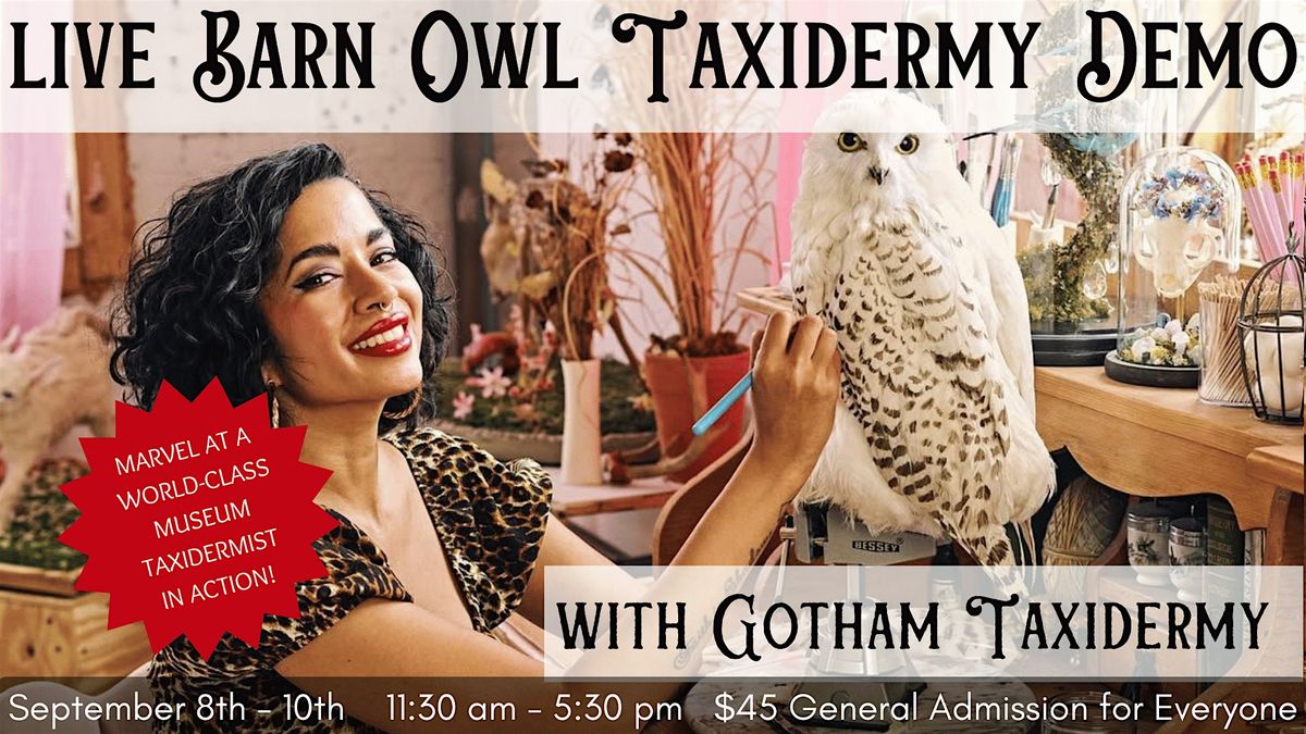 LIVE BARN OWL TAXIDERMY DEMO WITH GOTHAM TAXIDERMY, 8 September | Event in chicago | AllEvents