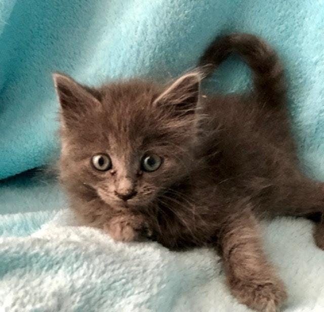 10 am Kitten palooza at Cat Nook Cafe Norwood 10 am Kitten palooza at Cat Nook Cafe Norwood