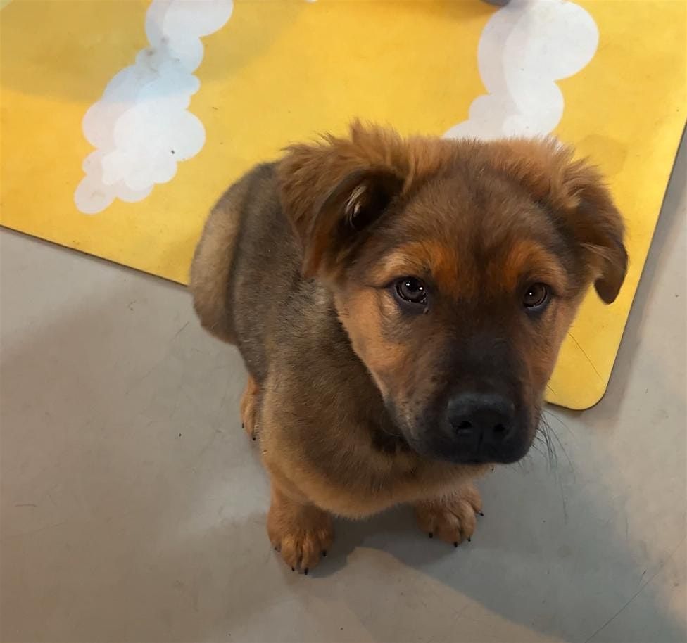 Rescue Puppy Yoga -  Pet Wants Olde Town Arvada, 7 September | Event in Arvada | AllEvents