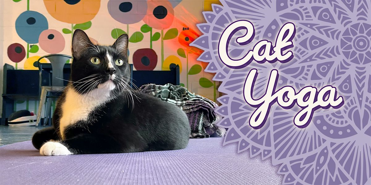 Cat Yoga at Catfé Lounge!, 14 September | Event in Ferndale | AllEvents