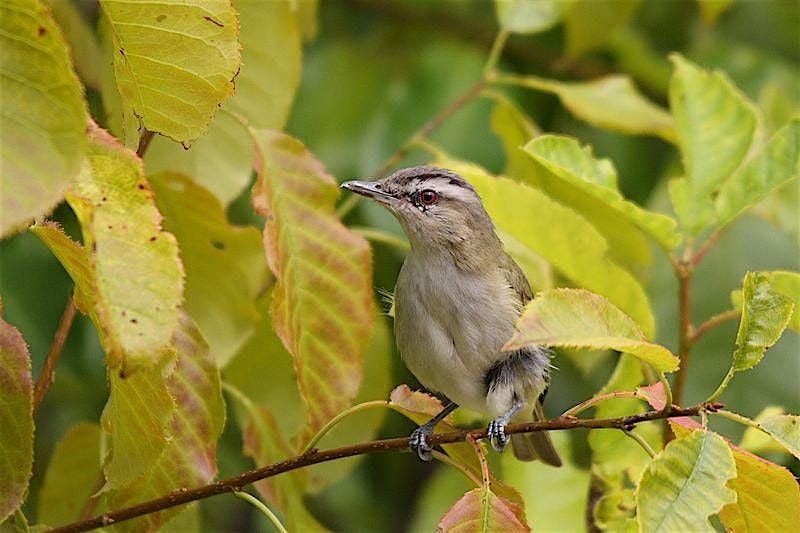 Attracting Fall Birds to Your Yard Workshop, 25 September | Event in Acton | AllEvents