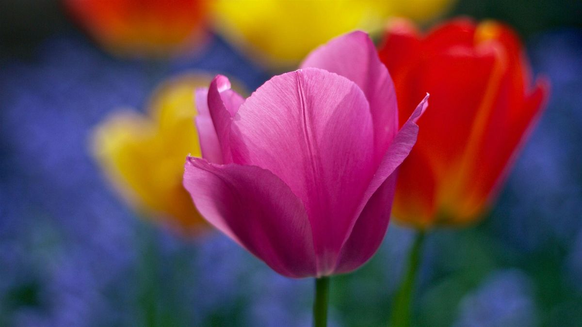 Bulb Planting Workshop, 20 September | Event in Charlottesville | AllEvents