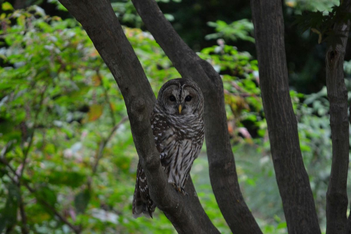 Hoo, Hoo, Hoo Goes There? Learn about Virginia's Owls!, 26 June | Event in Yorktown | AllEvents