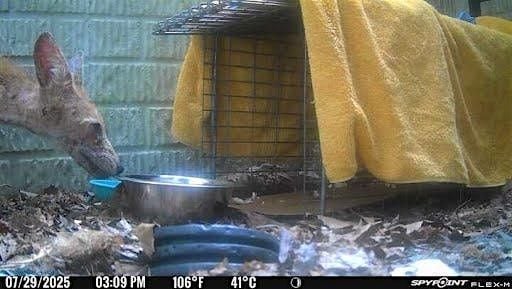 Wildlife Rescue 101, 24 September | Event in Manassas | AllEvents