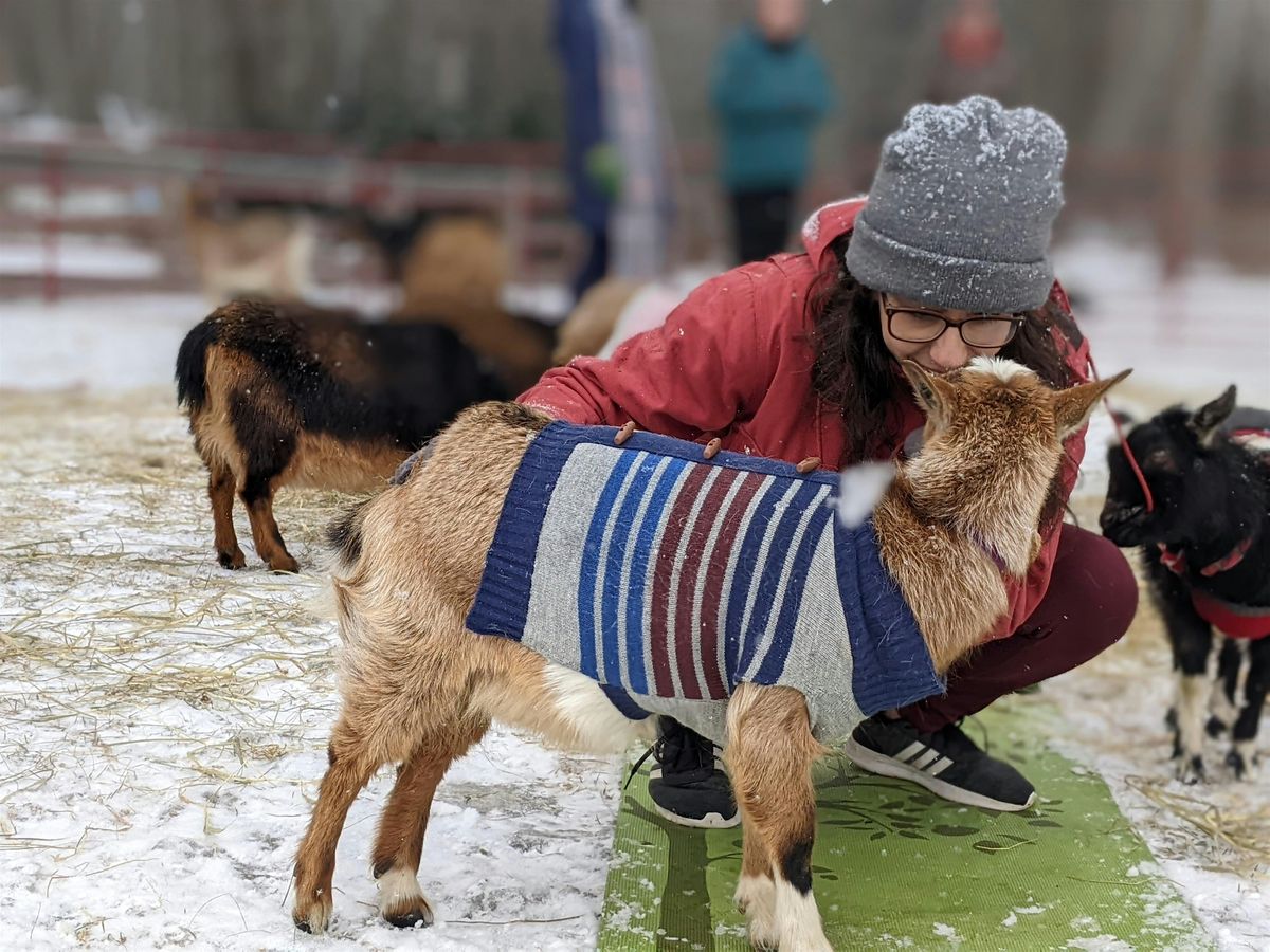 Goat Yoga - Cool Weather Edition, 26 October | Event in Westbrook | AllEvents