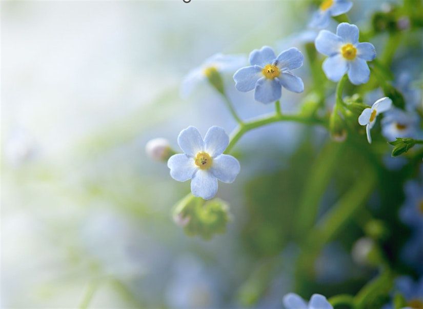 Alzheimer's Disease and Dementia Care Seminar, 6 November | Event in Northbrook | AllEvents