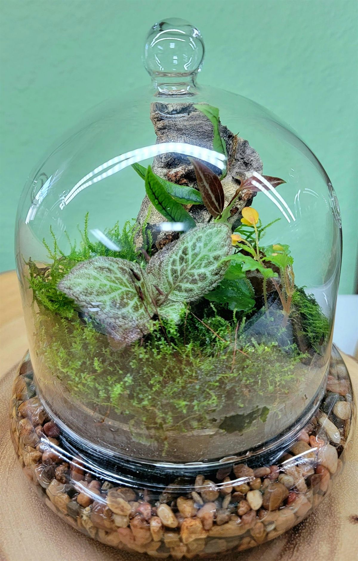 Intro to Terrarium Cloches Class, 26 July | Event in Fountain Valley | AllEvents