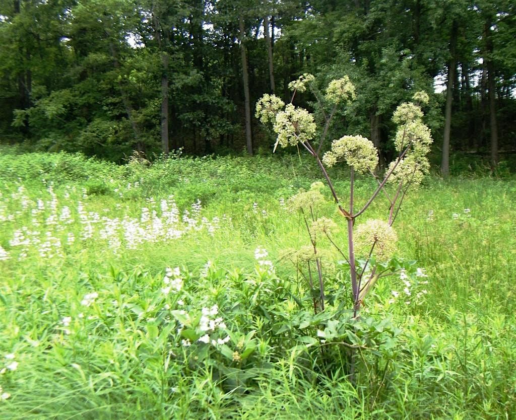 Finding a Fen! | Event in Winfield Township | AllEvents