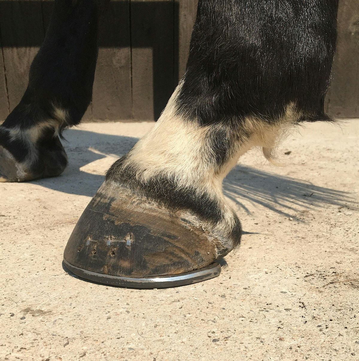 Biomechanics of Equine Movement with Mark Caldwell PhD, FWCF, 26 June | Event in Wellsville | AllEvents