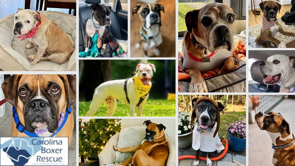 Black Dog Bottle Shop, Black Dog Bottle Shop, Holly Springs, February