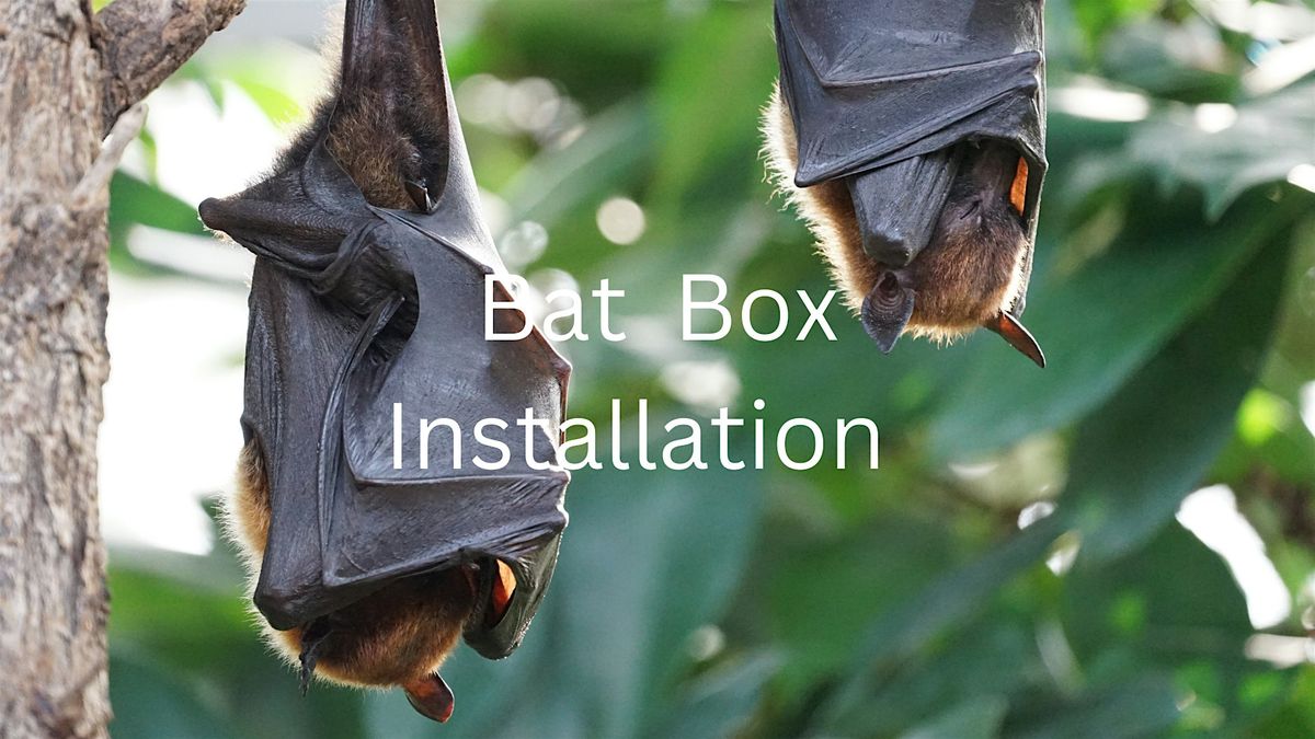 Bat Box Installation, Barnstaple Library, 19 February 2025 | AllEvents