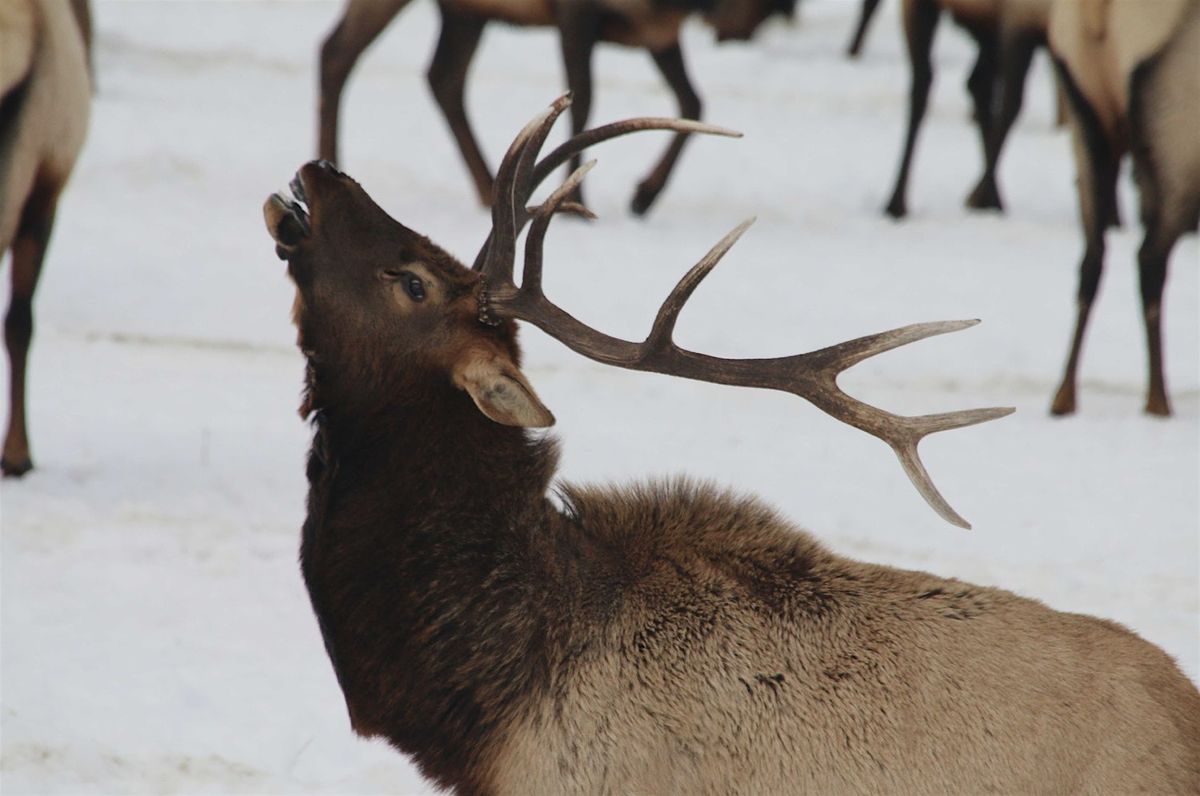 ElkFest 2025 - Annual Elk Antler Auction | Event in Jackson | AllEvents