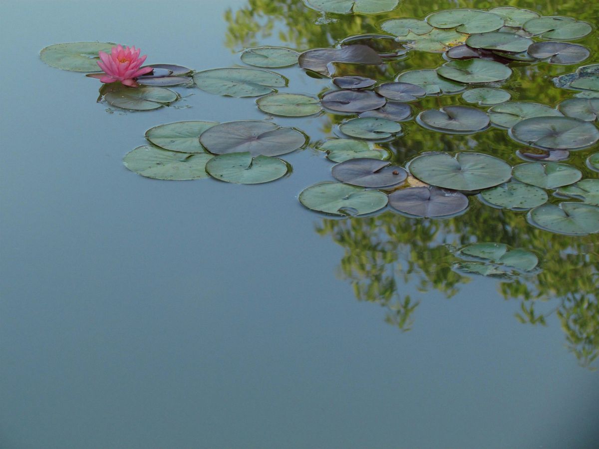 Hand Raindrop Touch Healing with Essential Oils w/ Felicia 8/27 at 5pm, 27 August | Event in Washington | AllEvents