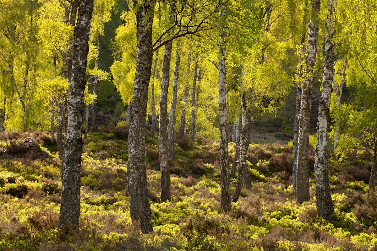 Cairngorms Connect – with guest speaker Jeremy Roberts, 23 October | Event in Aberdeen | AllEvents