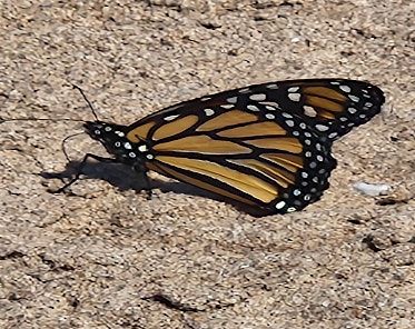 Story Time:  Butterflies | Event in Staten Island | AllEvents