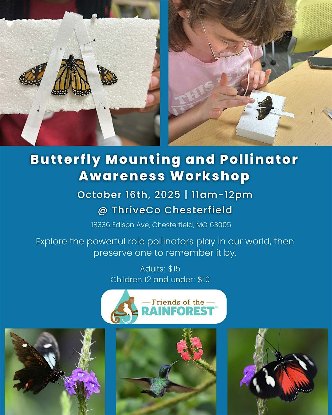 Copy of Butterfly Mounting and Pollinator Awareness Workshop, 16 October | Event in Chesterfield | AllEvents