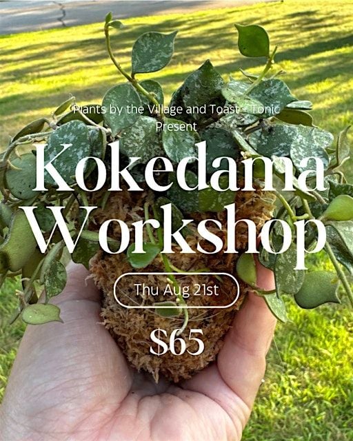 Kokedama Workshop, 21 August | Event in Stonington | AllEvents