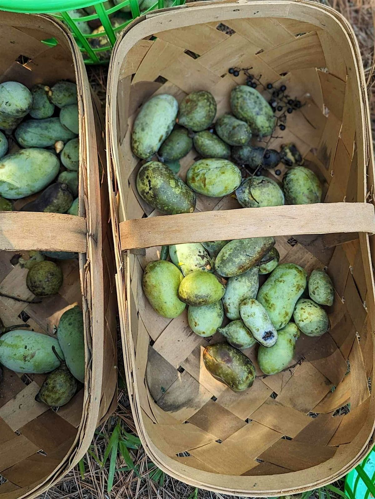 Fall 2025 Paw Paw Forage (Week 1 Sunday), 7 September | Event in Oxford | AllEvents