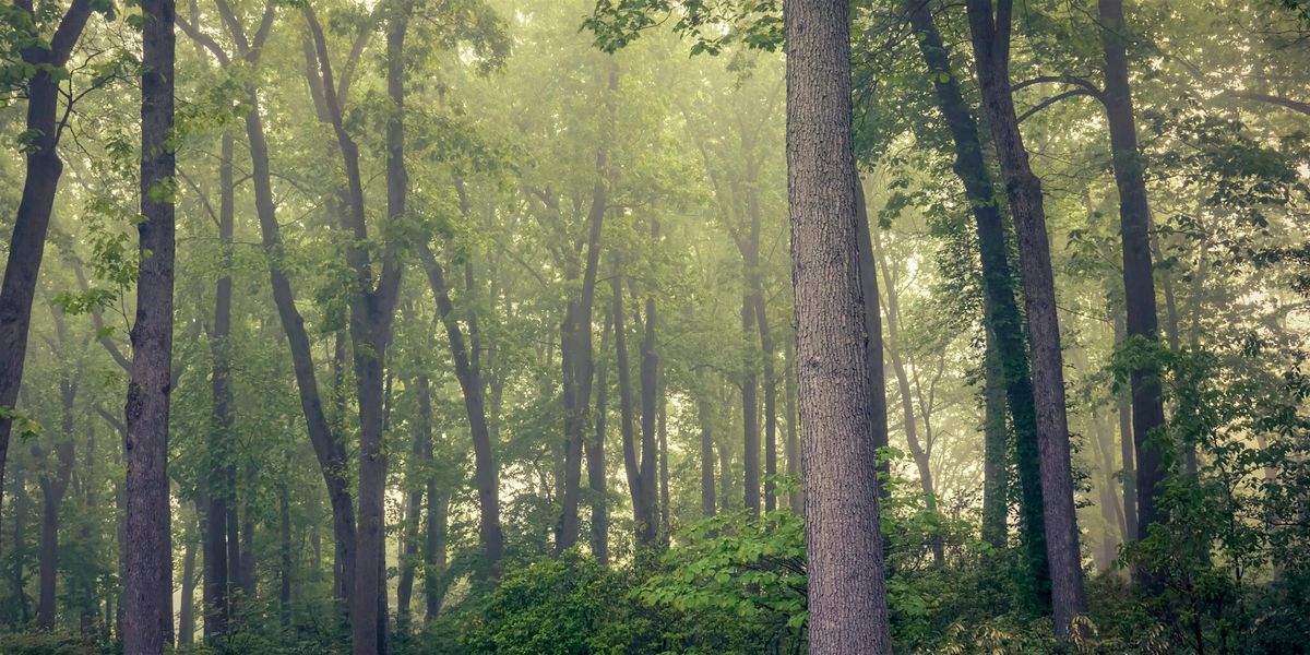 Forest Bathing, 20 September | Event in Devon | AllEvents