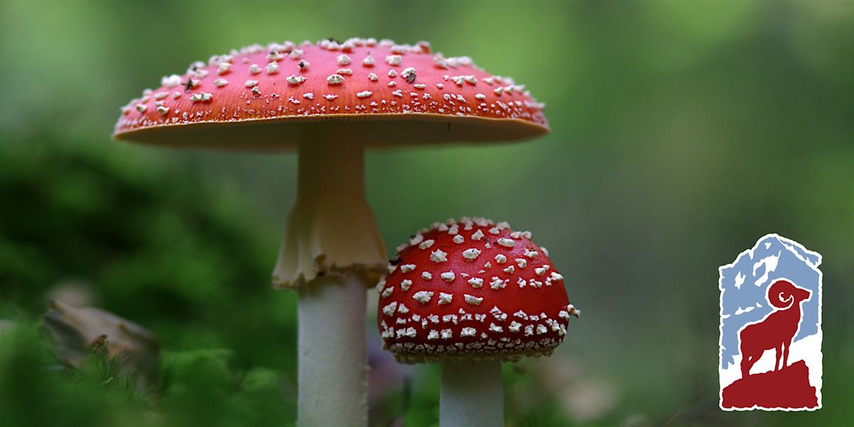Introduction to Mushrooms in Rocky Mountain National Park, 6 August | Event in Grand Lake | AllEvents