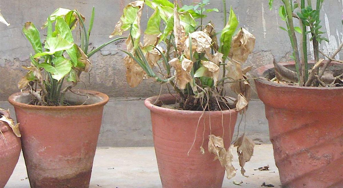 BYO Rehab Workshop: Bring Your Own Struggling Plant, 31 July | Event in Findlay | AllEvents
