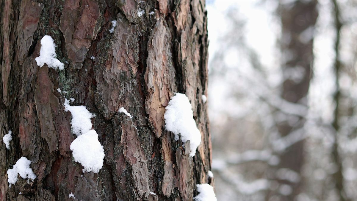 Winter Buds & Bark Tree ID, 6 December | Event in Asheville | AllEvents