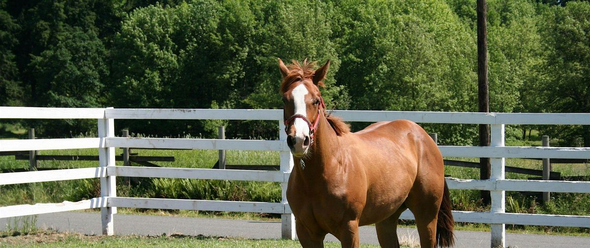 Moved by Their Compassion - Equine Experience, 19 September | Event in Spring Valley | AllEvents