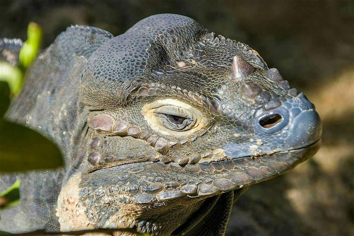 LSU Science Café: Sex, Drugs, and Rock Iguanas, 28 October | Event in Baton Rouge | AllEvents