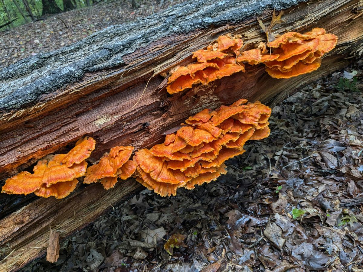 Forest Therapy: Nurtured by Nature, 27 September | Event in Harpers Ferry | AllEvents