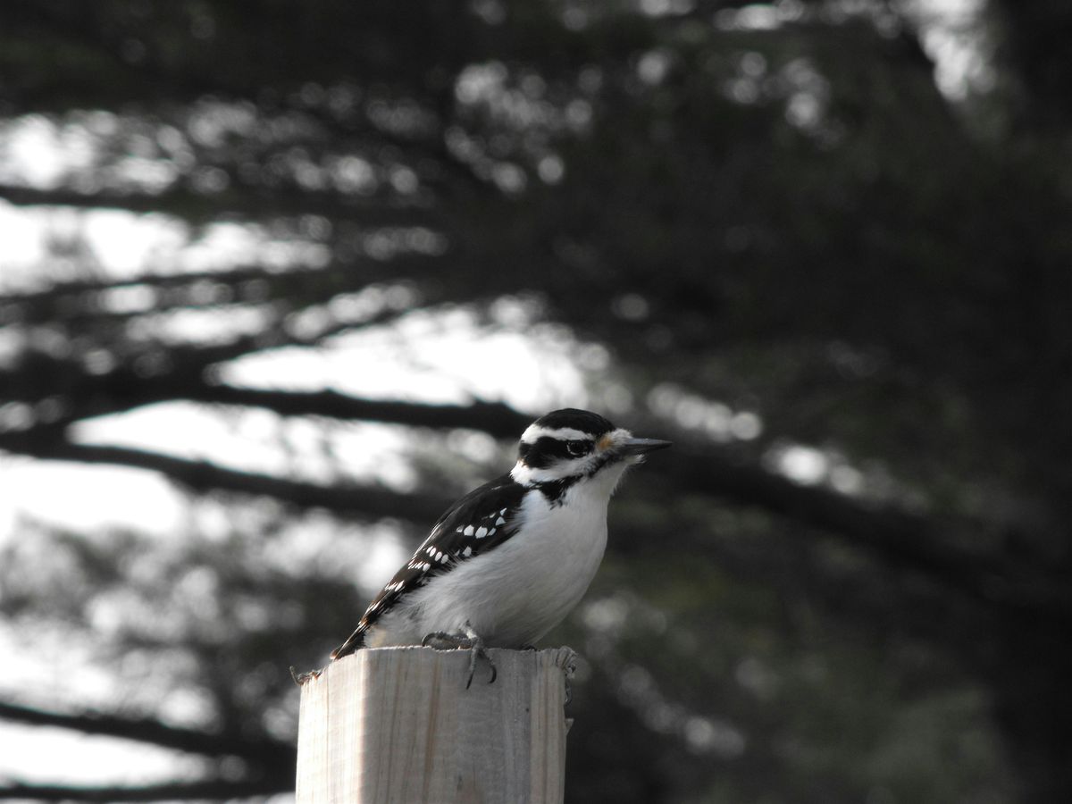 Deck the Trails with Seeds and Berries | Bruce's Mill Conservation Area, 7 December | Event in Stouffville