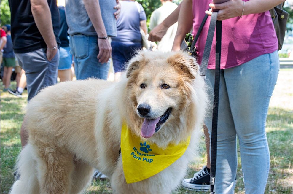 Riverside Park Pup Agility Class, 10 May | Event in New York | AllEvents