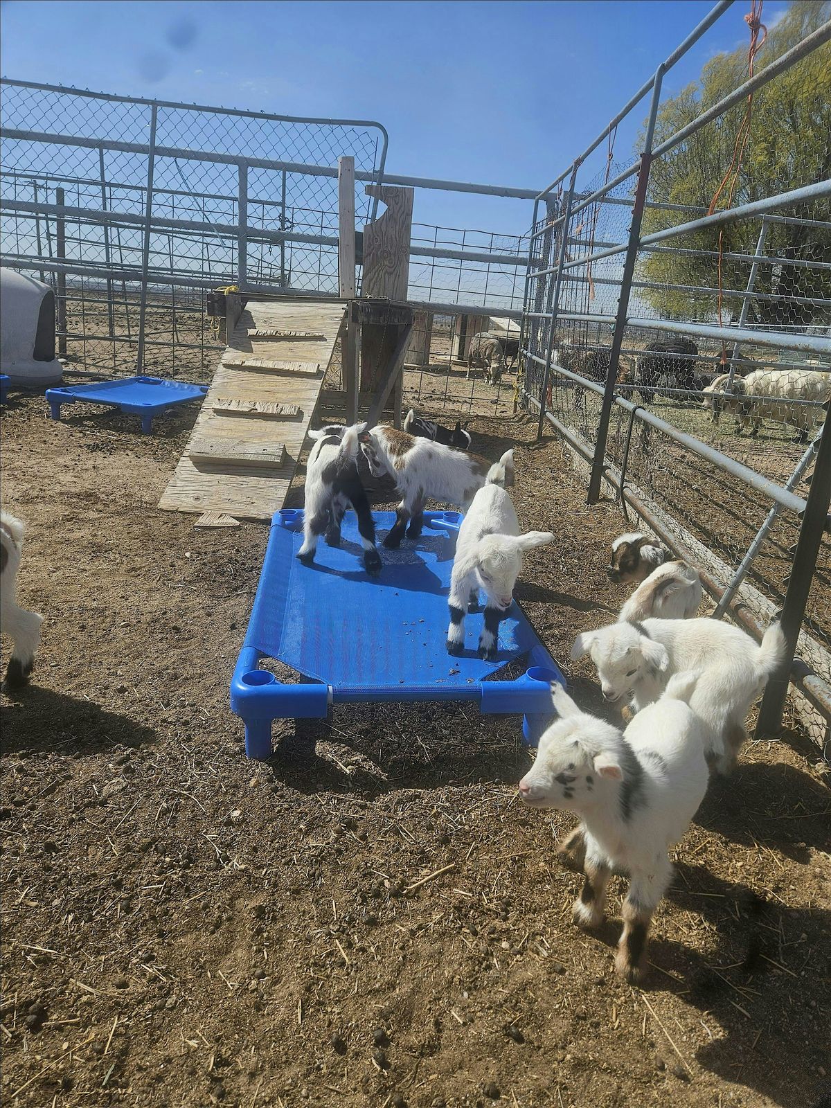 Barnyard Bingo Bash with Baby Goats - Mother's Day Eve Edition | Event in Greeley | AllEvents